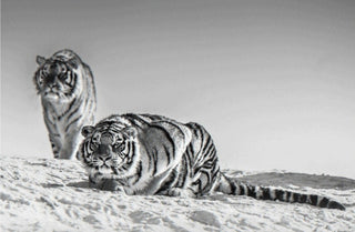 David Yarrow, Goodnight Mr Bond, 2016 contemporary Print by the British Artist.