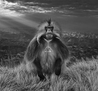 David Yarrow, Members Only, 2018 contemporary Print by the British Artist.