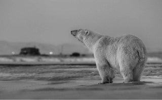 David Yarrow, My Place or Yours, 2016 contemporary Print by the British Artist.