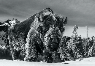 David Yarrow, The Beast of Yellowstone, 2021 contemporary Print by the British Artist.