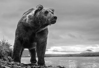 David Yarrow, The Predator, 2018 contemporary Print by the British Artist.