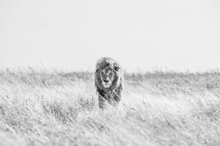 David Yarrow, Fields of Gold, 2020 contemporary Print by the British Artist.