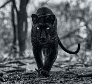 David Yarrow, Remain's of the Day, 2021 contemporary Print by the British Artist.