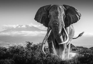 David Yarrow, Africa, 2018 contemporary Print by the British Artist.