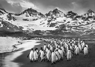 David Yarrow, The Breakfast Club, 2018 contemporary Print by the British Artist.