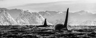 David Yarrow, The Killers, 2019 contemporary Works on Paper by the British Artist.