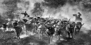 David Yarrow, Cattle Drive, 2024 contemporary Print by the British Artist.