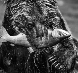 David Yarrow, Primeval, 2017 contemporary Print by the British Artist.