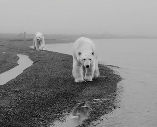 David Yarrow, Ghost Writers, 2015 contemporary Print by the British Artist.