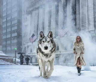 David Yarrow, Wall Street Stories (Colour), 2026 contemporary Print by the British Artist.