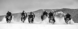 David Yarrow, The Bills, 2021 contemporary Print by the British Artist.