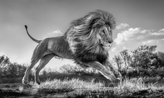David Yarrow, Succession, 2022 contemporary Print by the British Artist.