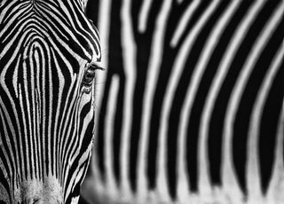 David Yarrow, White Lines, 2020 contemporary Print by the British Artist.