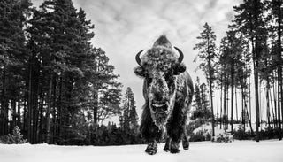 David Yarrow, Forest Grump, 2019 contemporary Print by the British Artist.