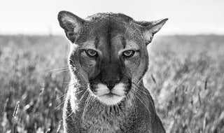 David Yarrow, Smokey The Mountain Lion, 2018 contemporary Print by the British Artist.