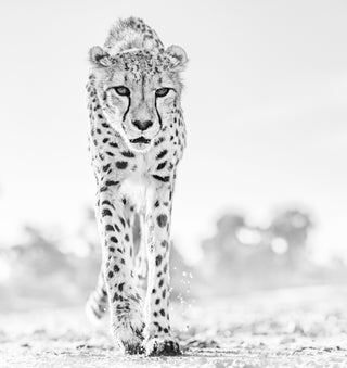 David Yarrow, Hot Legs, 2019 contemporary Print by the British Artist.