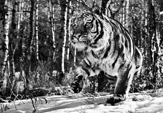 David Yarrow, Cold Mountain, 2015 contemporary Print by the British Artist.