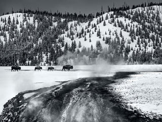 David Yarrow, Yellowstone, 2017 contemporary Print by the British Artist.