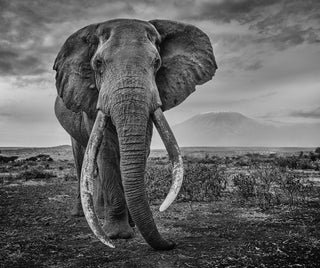 David Yarrow, Craig, 2020 contemporary Print by the British Artist.