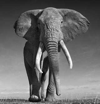 David Yarrow, The Don, 2017 contemporary Print by the British Artist.