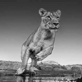David Yarrow, Emma, 2017 contemporary Print by the British Artist.