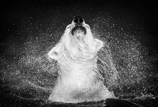 David Yarrow, Diamonds in the Sky, 2010 contemporary Print by the British Artist.