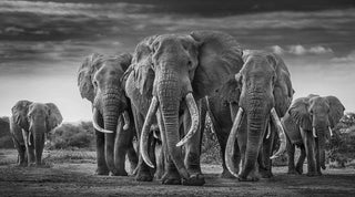 David Yarrow, The Mob, 2019 contemporary Print by the British Artist.