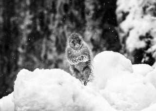 David Yarrow, Shackleton, 2018 contemporary Print by the British Artist.