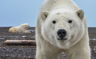 David Yarrow, Hello (Colour), 2025 contemporary Print by the British Artist.