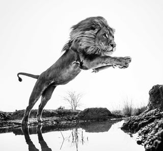 David Yarrow, Lion King, 2014 contemporary Print by the British Artist.