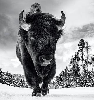 David Yarrow, American Idol II, 2017 contemporary Print by the British Artist.