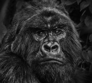 David Yarrow, Kong, 2019 contemporary Print by the British Artist.