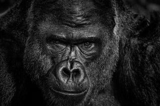 David Yarrow, Elmo, 2023 contemporary Print by the British Artist.