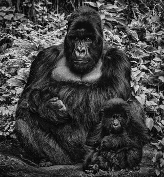 David Yarrow, Like Father Like Son, 2020 contemporary Print by the British Artist.