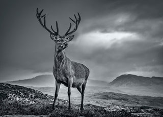 David Yarrow, Homeland, 2020 contemporary Print by the British Artist.