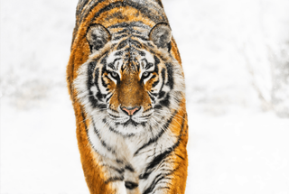 David Yarrow, Snowcat, 2024 contemporary Print by the British Artist.