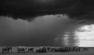David Yarrow, The Gathering Storm, 2012 contemporary Print by the British Artist.