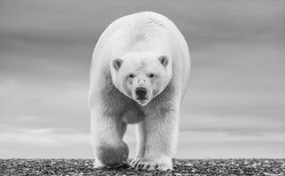 David Yarrow, The North Slope, 2018 contemporary Print by the British Artist.