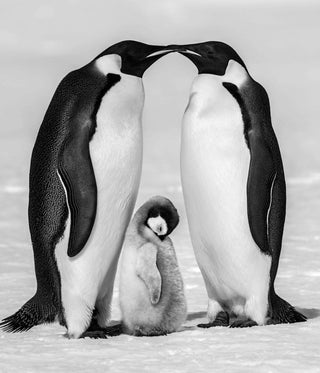 David Yarrow, Contentment II, 2010 contemporary Print by the British Artist.
