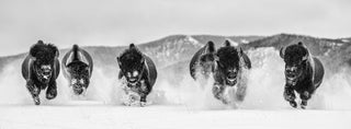 David Yarrow, The Bills II, 2021 contemporary Print by the British Artist.