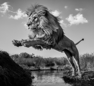 David Yarrow, O Captain! My Captain!, 2024 contemporary Print by the British Artist.