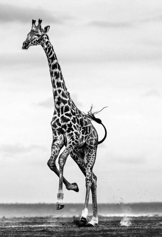 David Yarrow, Hoof It, 2014 contemporary Print by the British Artist.