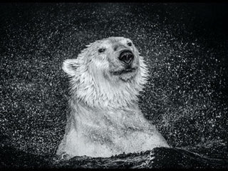 David Yarrow, Open Water, 2018 contemporary Print by the British Artist.