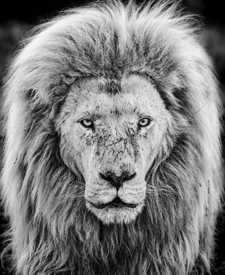 David Yarrow, Gandalf, 2019 contemporary Print by the British Artist.