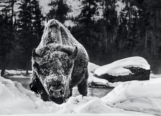David Yarrow, Buffalo Soldier, 2021 contemporary Print by the British Artist.