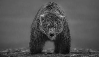 David Yarrow, Bearish II, 2022 contemporary Print by the British Artist.