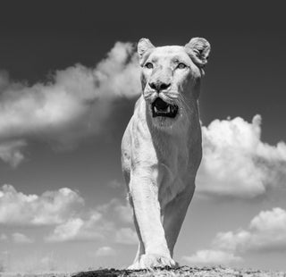 David Yarrow, White Mischief, 2017 contemporary Print by the British Artist.