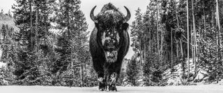 David Yarrow, A Walk in the Woods, 2026 contemporary Print by the British Artist.