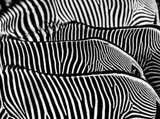 David Yarrow, The Factory, 2017 contemporary Print by the British Artist.
