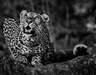 David Yarrow, Ground Alert, 2016 contemporary Print by the British Artist.